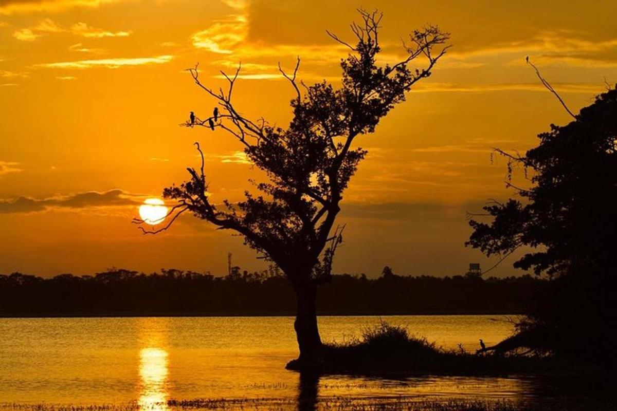 a tree in the water with the sunset in the background