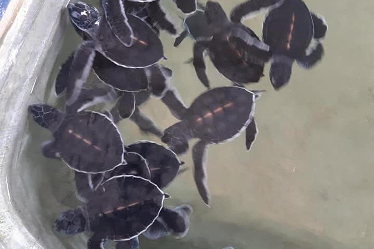 a group of turtles swimming in the water