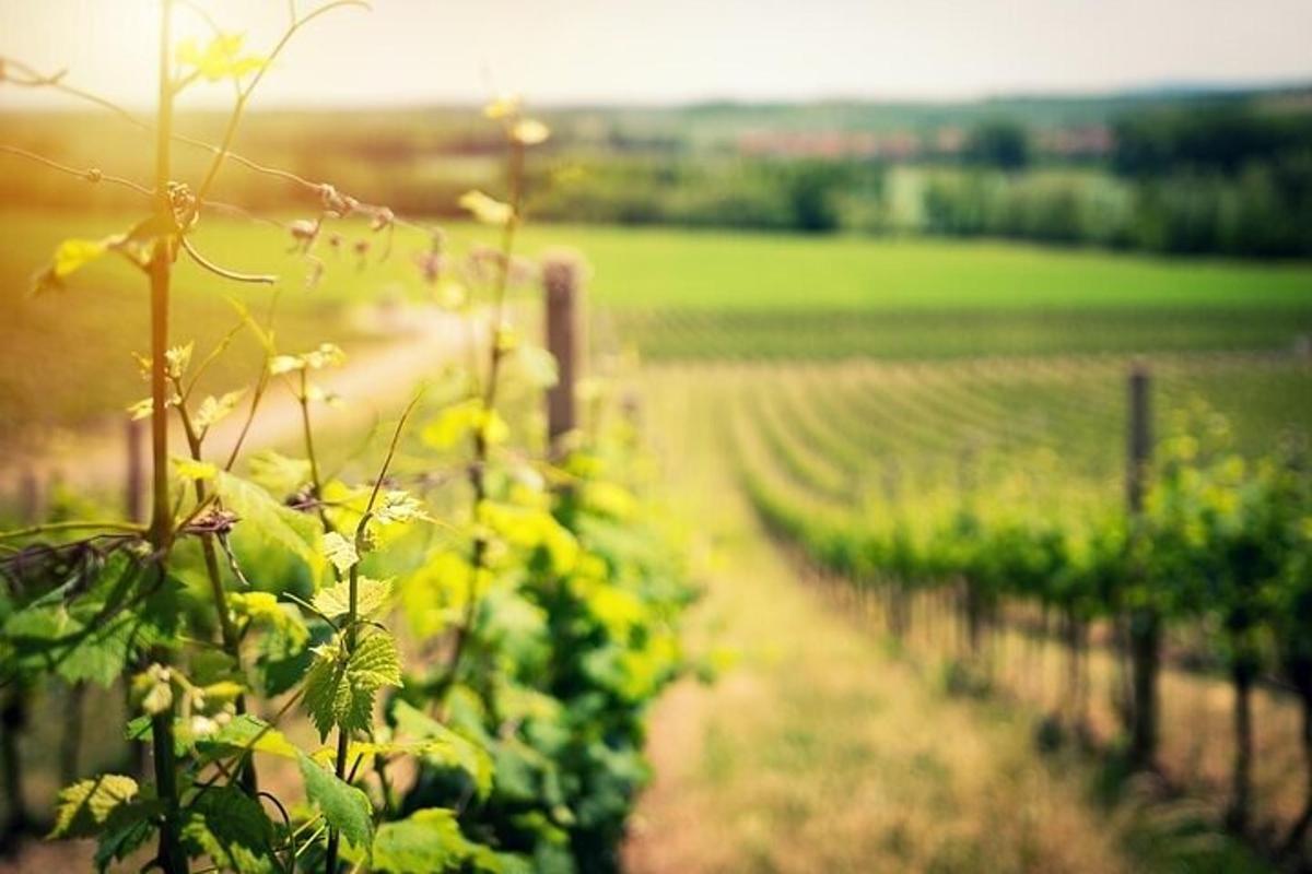 una hilera de plantas verdes en un campo