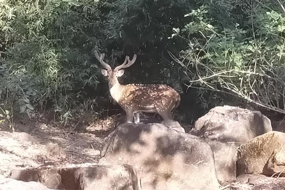 תמונה מספר 7 של האטרקציה