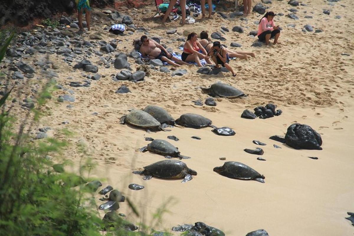un grupo de tortugas en la arena de una playa