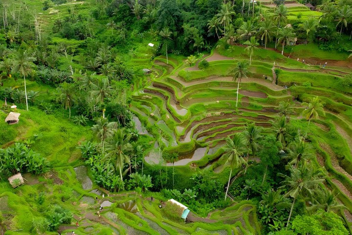 một góc nhìn từ trên không của một cánh đồng xanh với những cây cọ