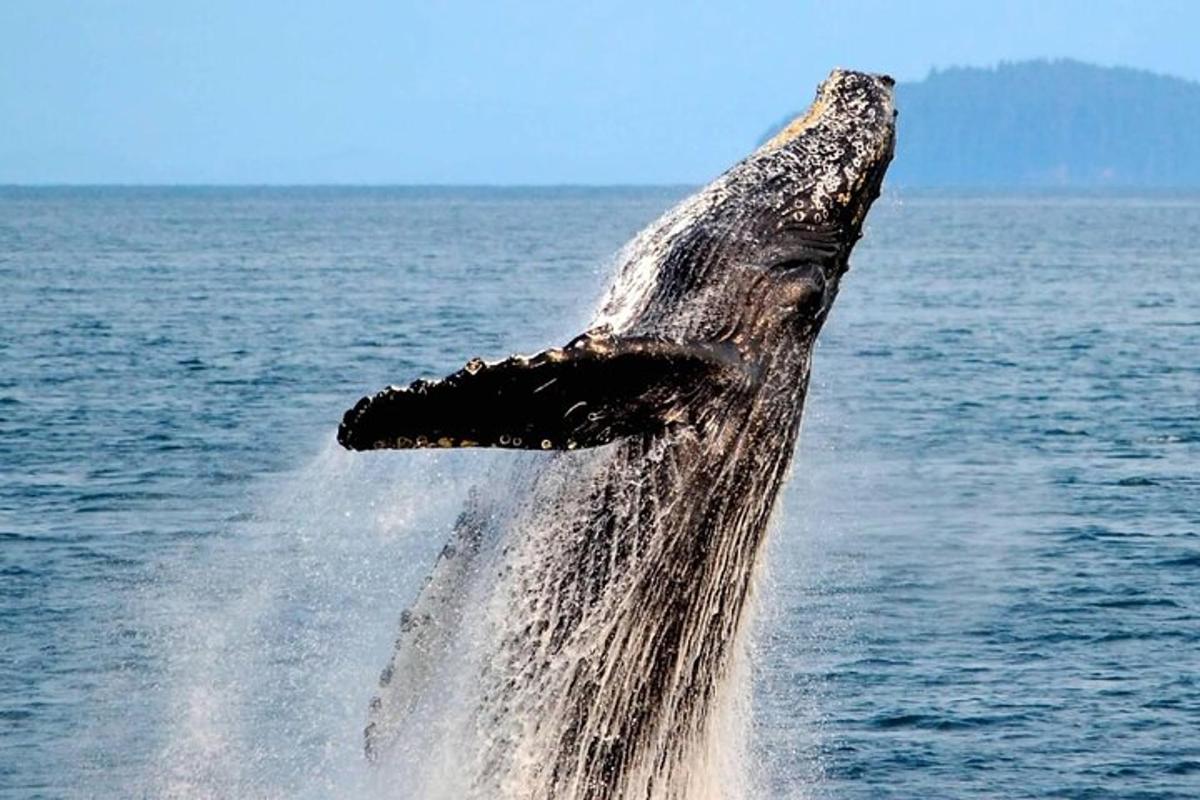 a humpback whale jumping out of the water