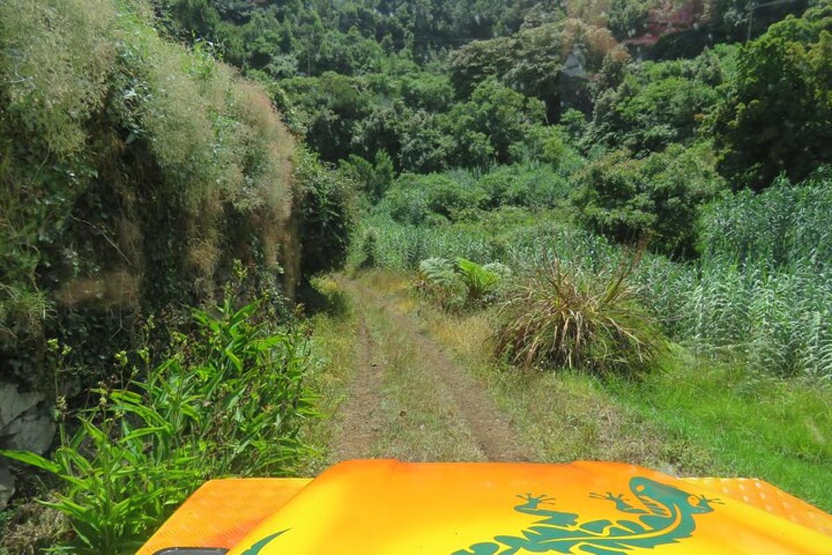 ein gelbes Schild auf einem Feldweg in einem Wald