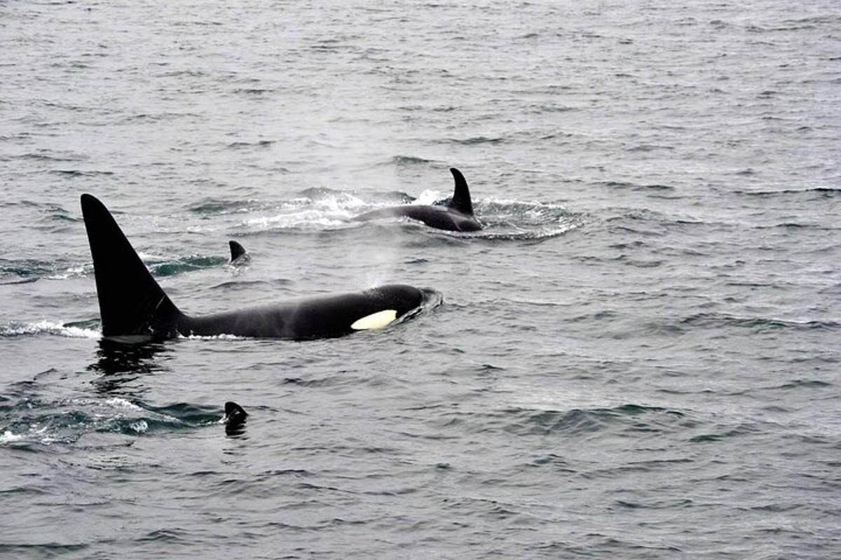 a group of dolphins swimming in the water