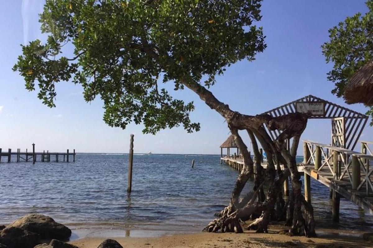 a tree on the beach next to a pier