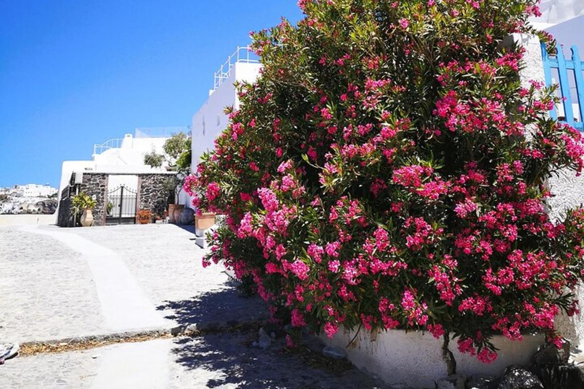 a large bush of pink flowers on the side of a building