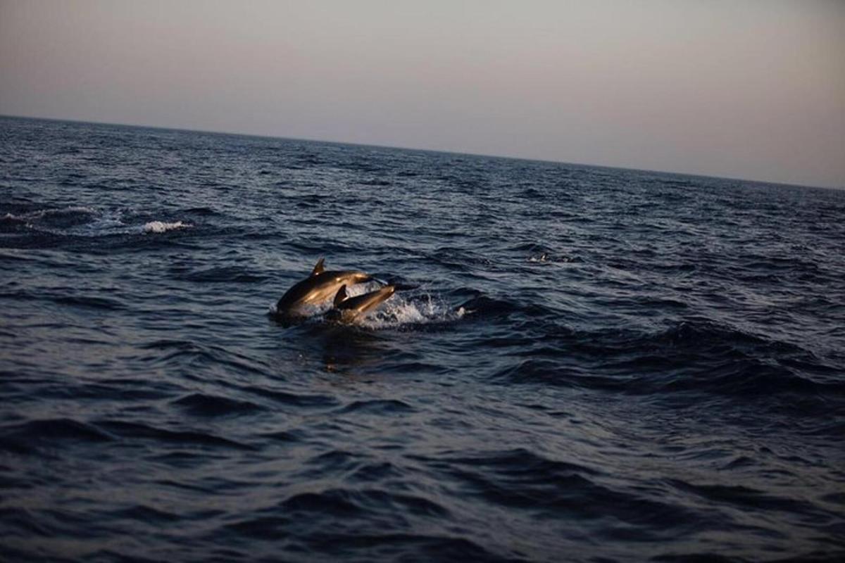 a dolphin in the middle of the ocean