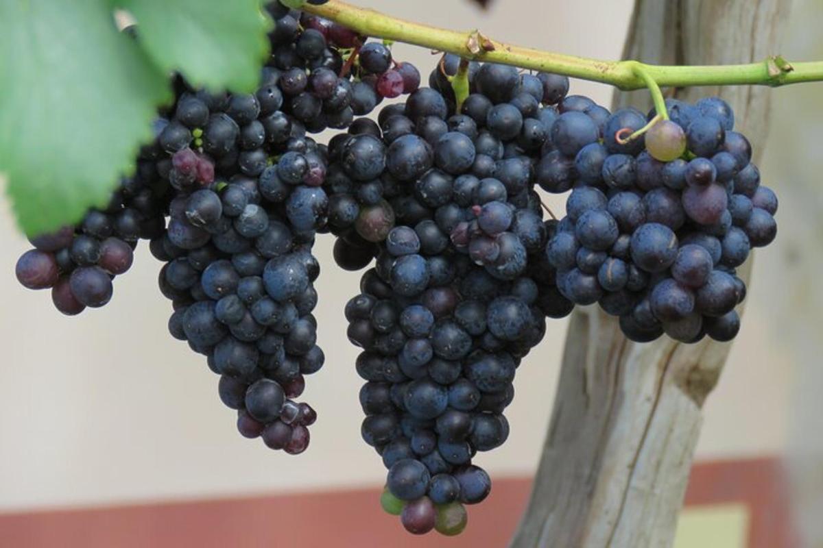 um cacho de uvas pendurado em uma árvore