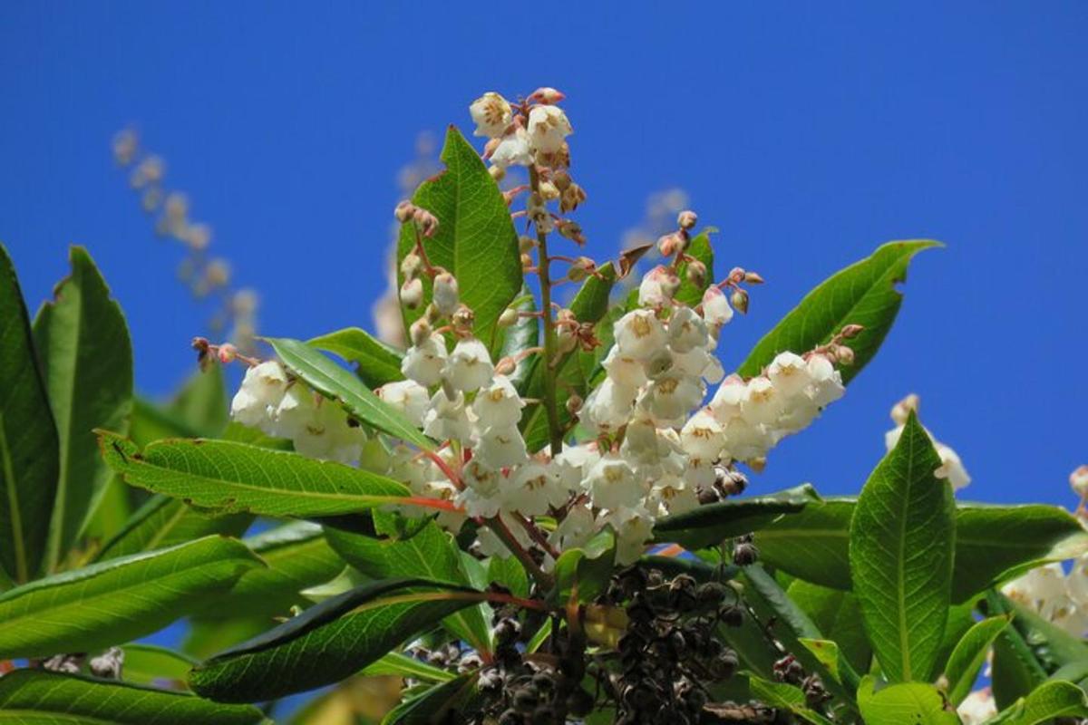 a tree with white flowers and green leaves