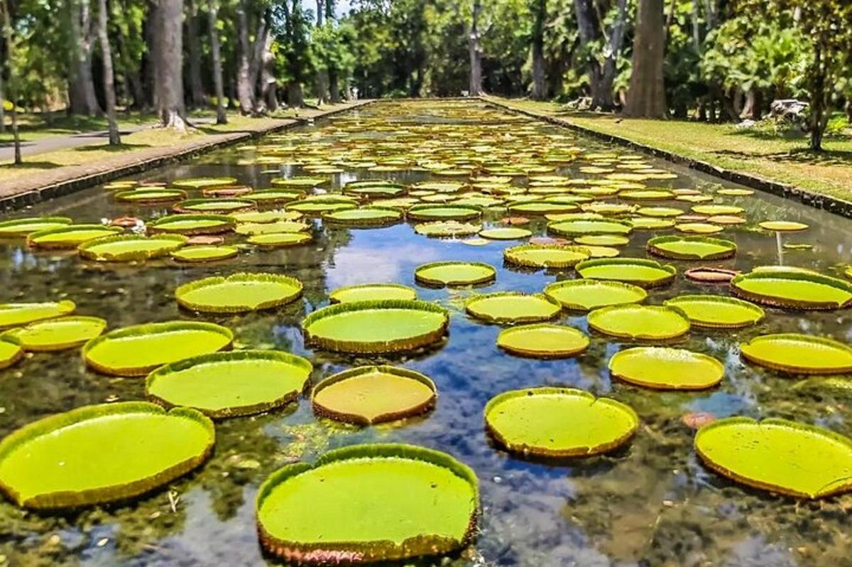 un gran estany ple de verd i groc