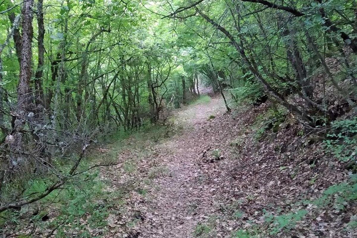 zemljani put u šumovitom području s drvećem