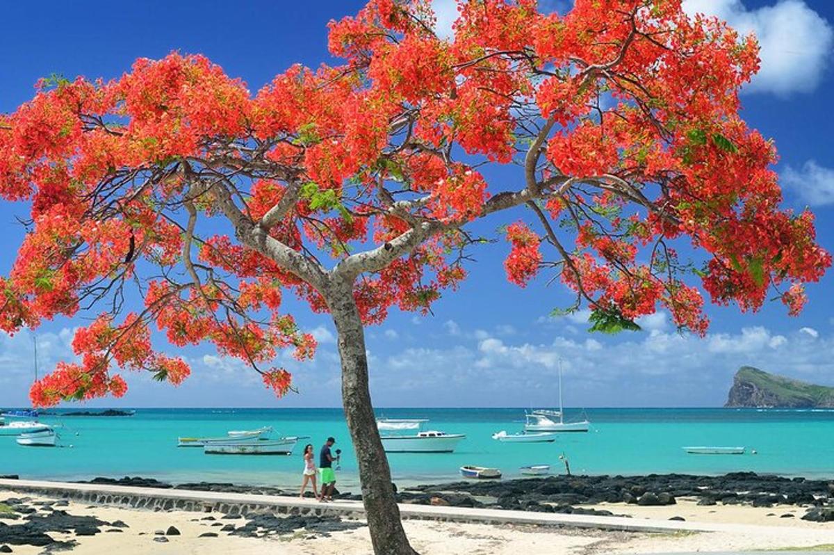un arbre a la platja amb barques a l'aigua