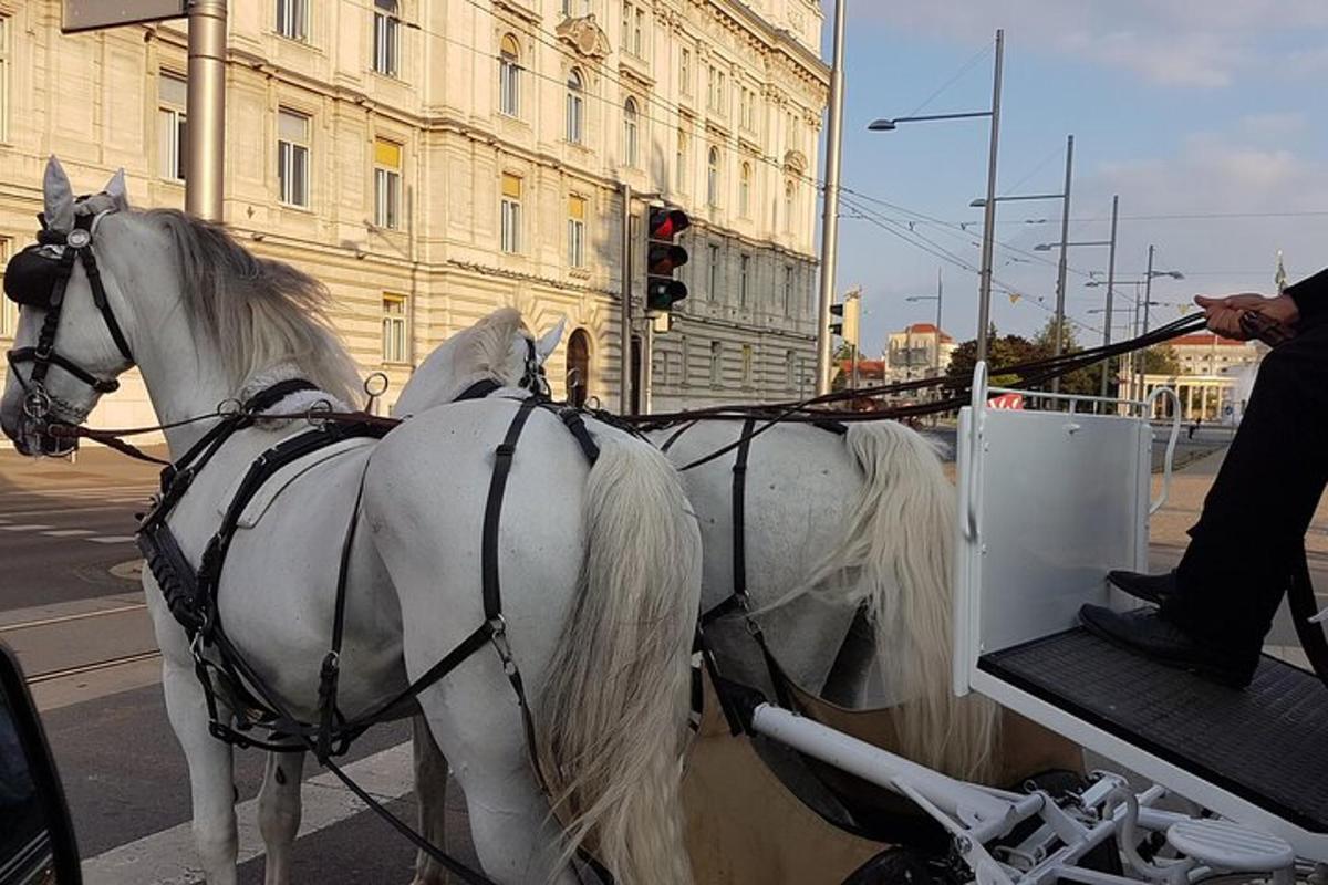 bílý kůň táhne kočár na městské ulici