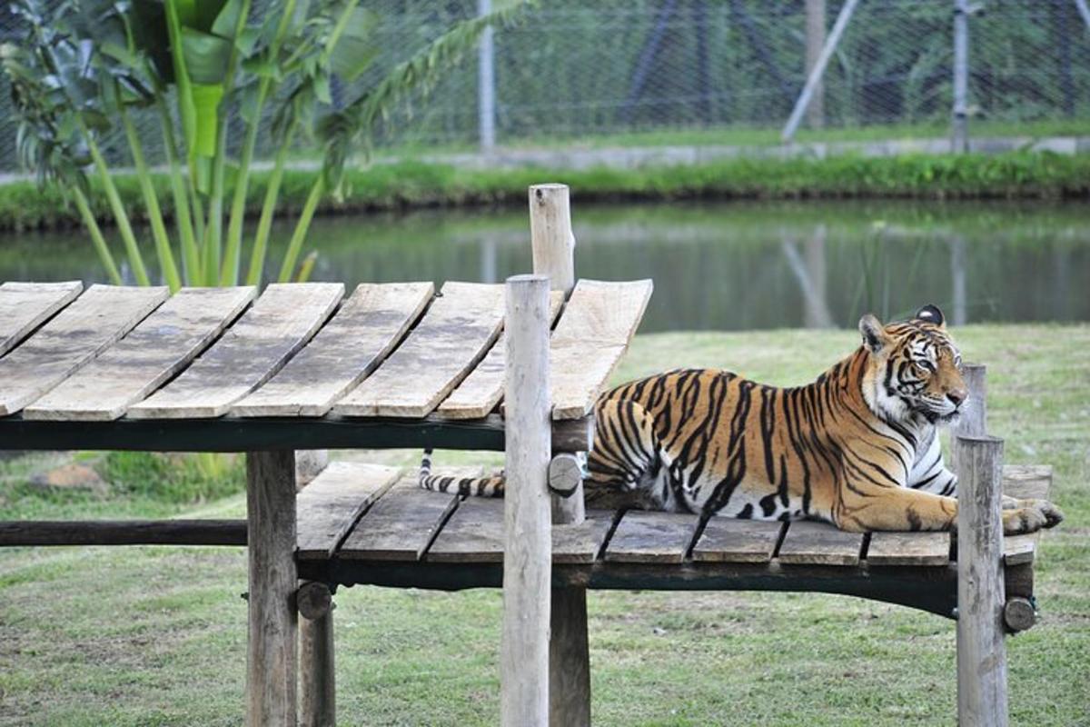 ein Tiger, der auf einer Holzbank liegt