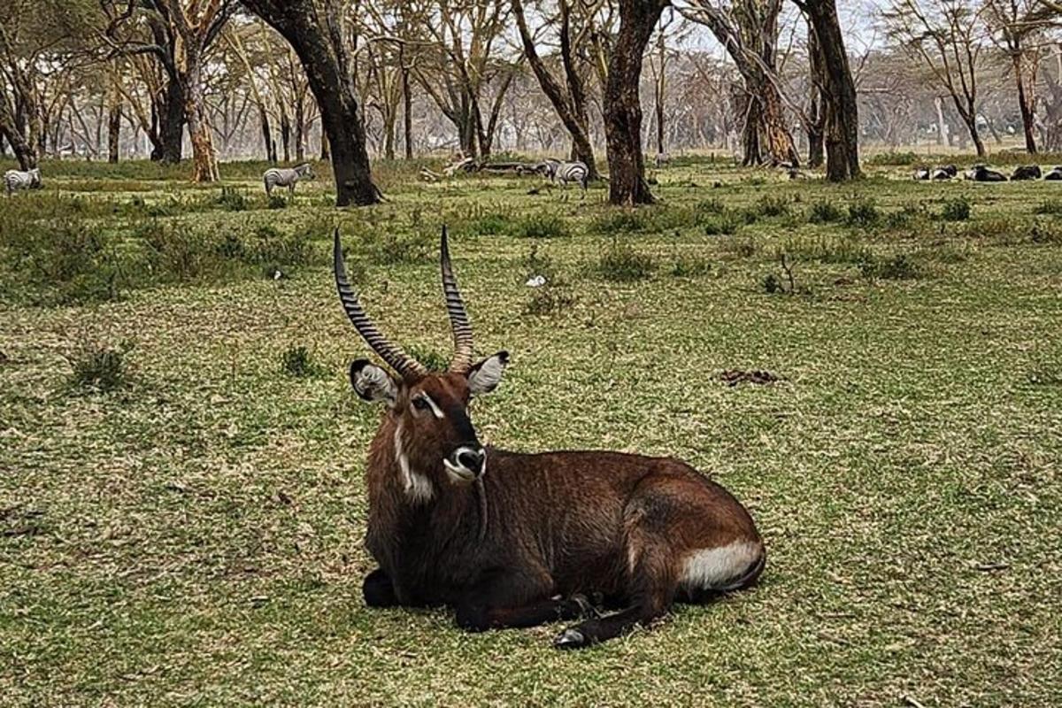 ein Tier, das auf dem Gras auf einem Feld liegt