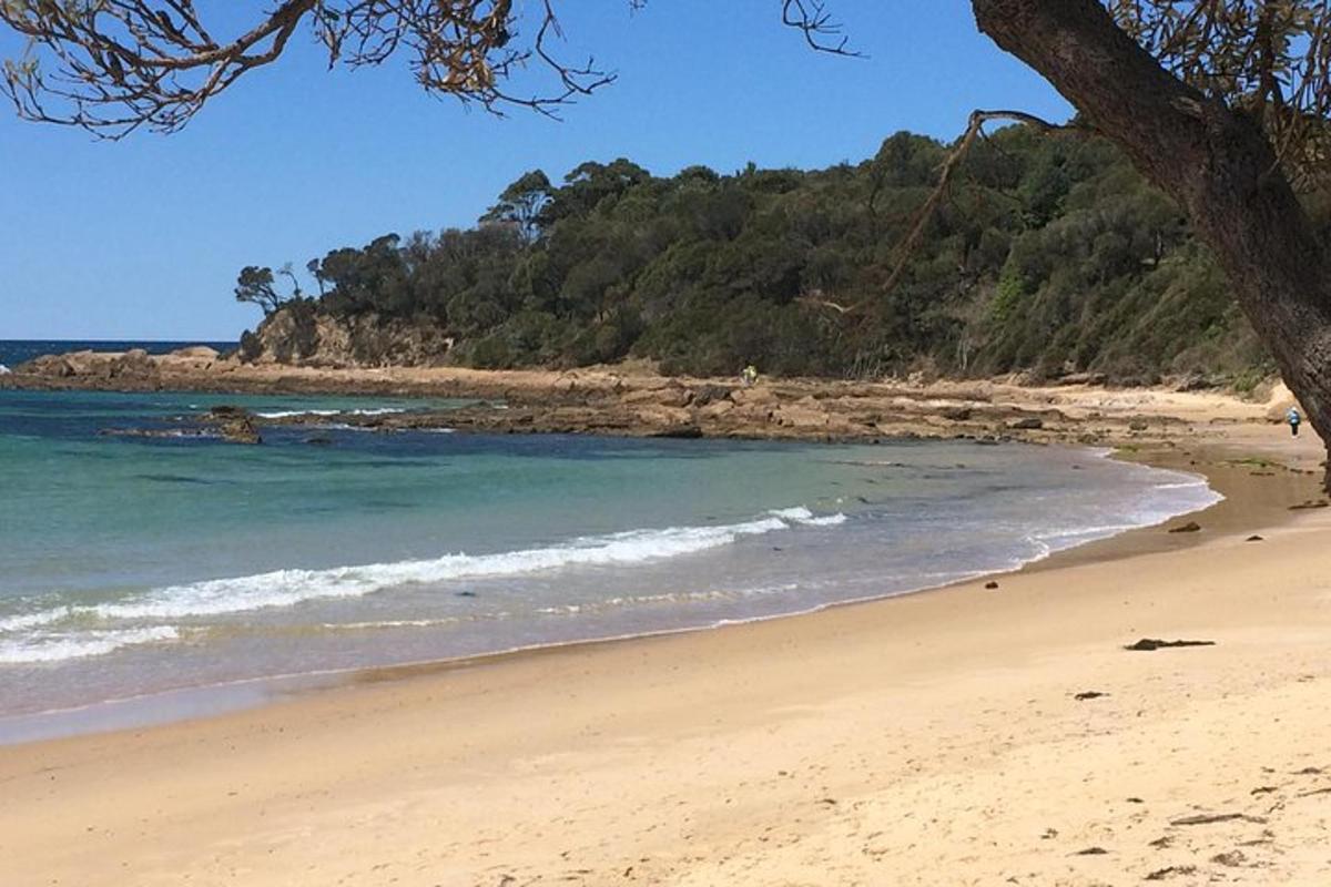a sandy beach with a tree and the ocean