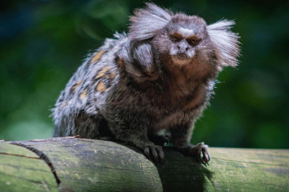 a monkey sitting on top of a piece of wood