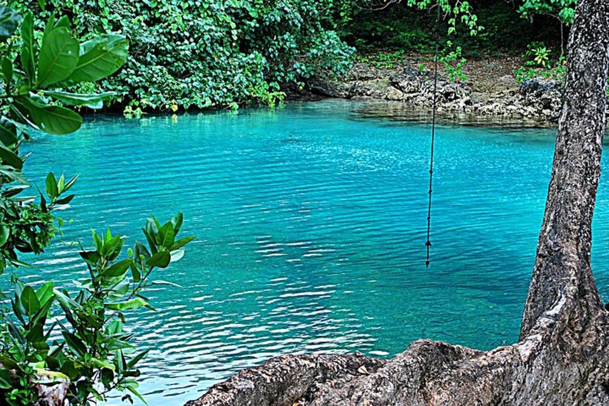 a swing hanging from a tree next to a river