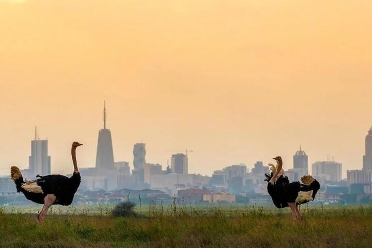 dua burung di padang dengan latar belakang bandar