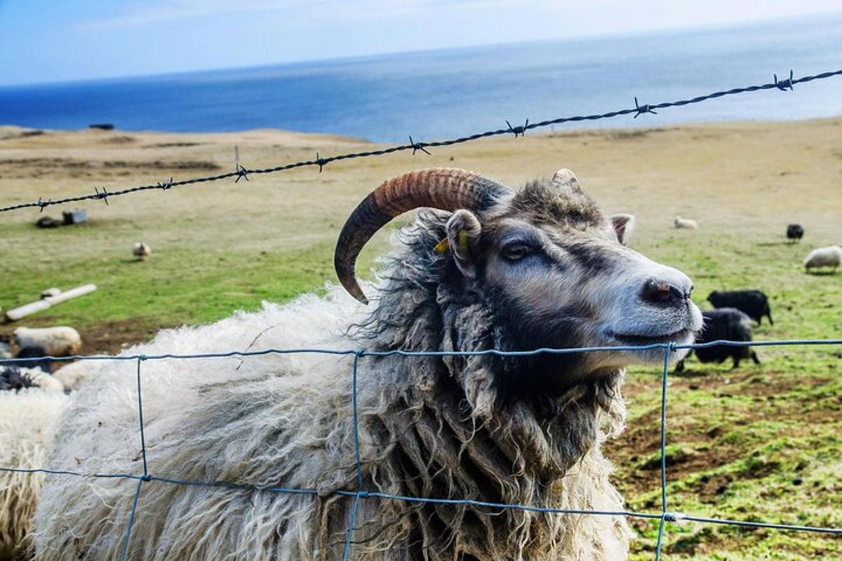 Un carnero con cuernos largos parado detrás de una cerca de alambre