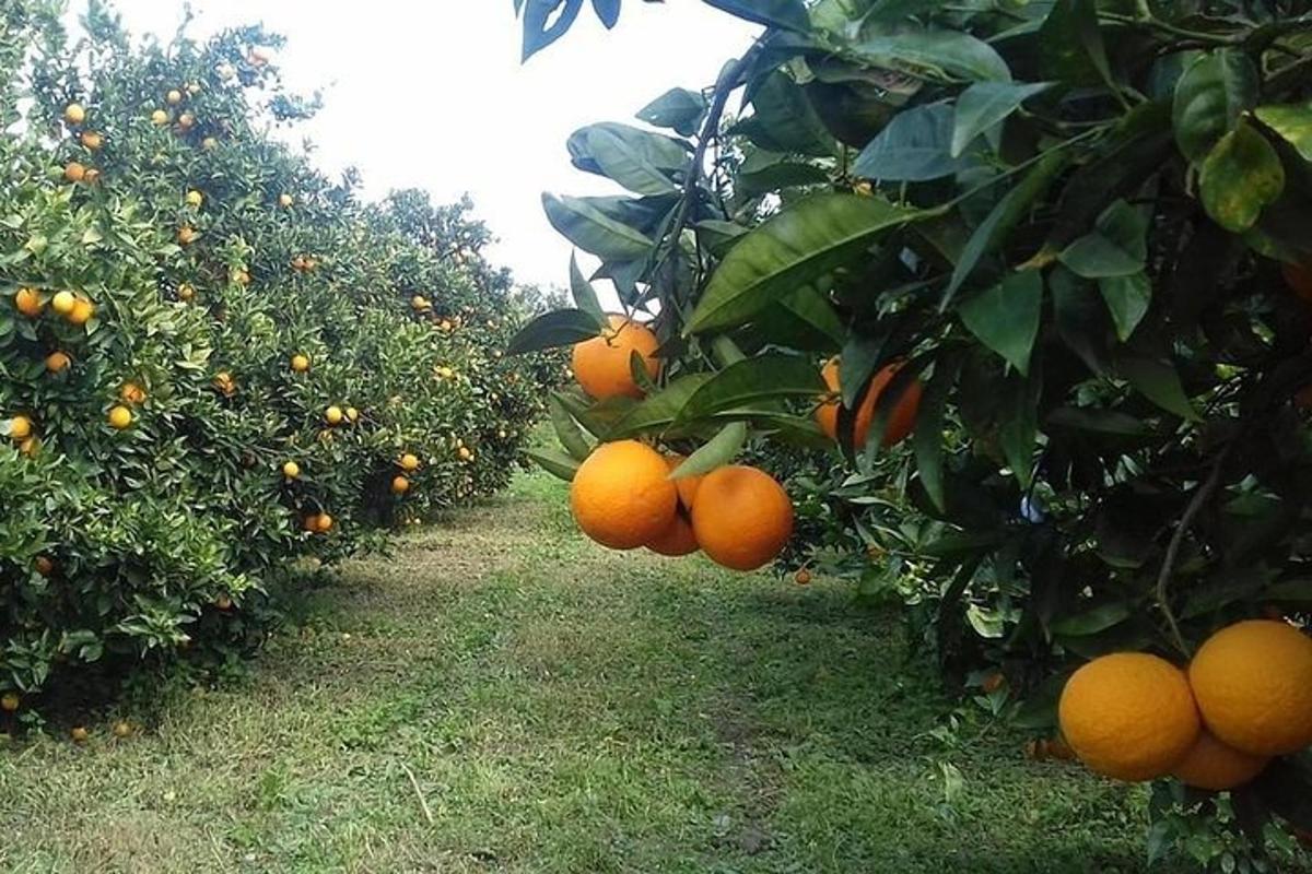 um cacho de laranjas pendurado nas árvores de um pomar