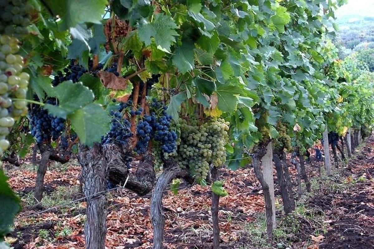 una hilera de uvas verdes en un viñedo