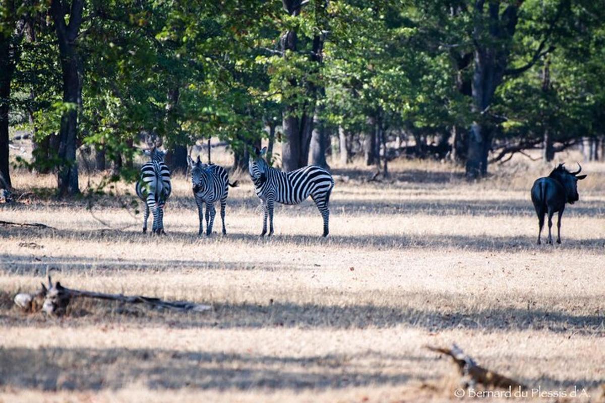 three zebras and an antelope standing in a field