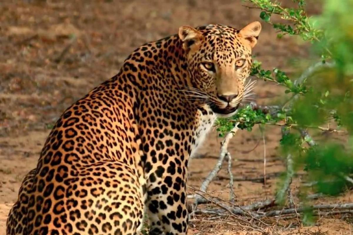 a jaguar standing on a dirt field