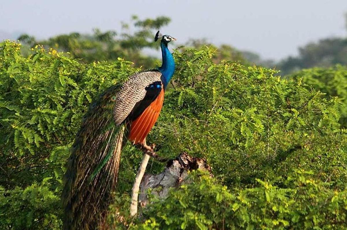 a peacock standing on top of a tree