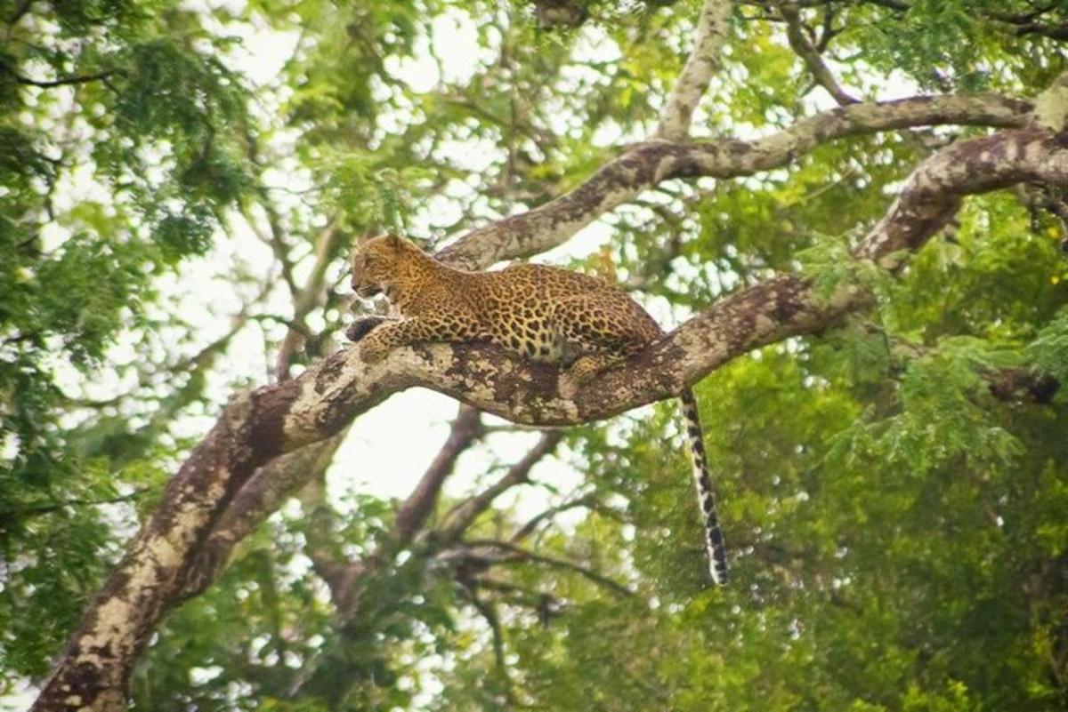 a cheetah sitting on top of a tree branch