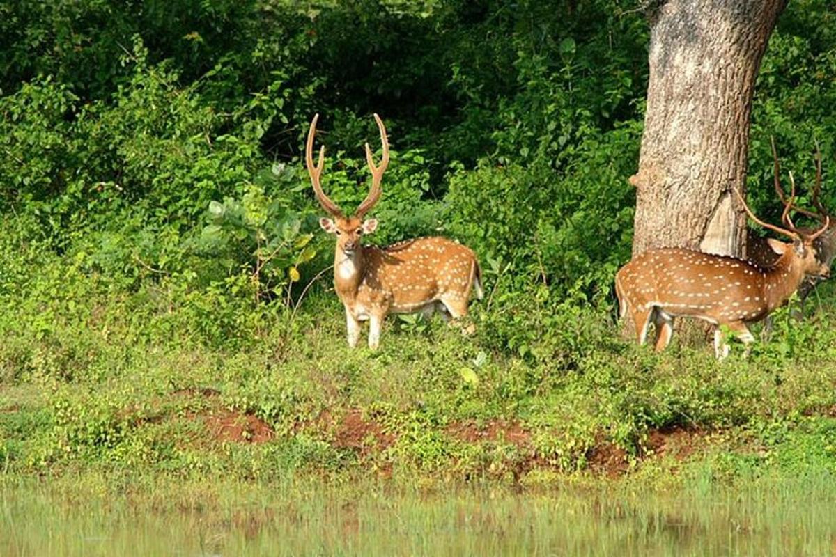 two deer standing in the grass next to a tree