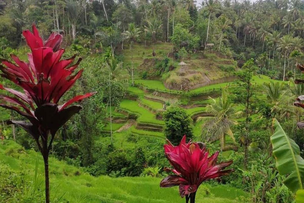 duas flores vermelhas em frente a um campo verde