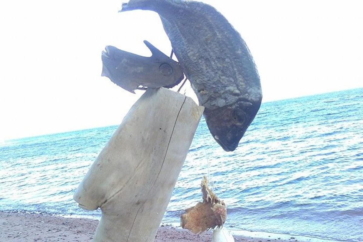 kip ribe na plaži