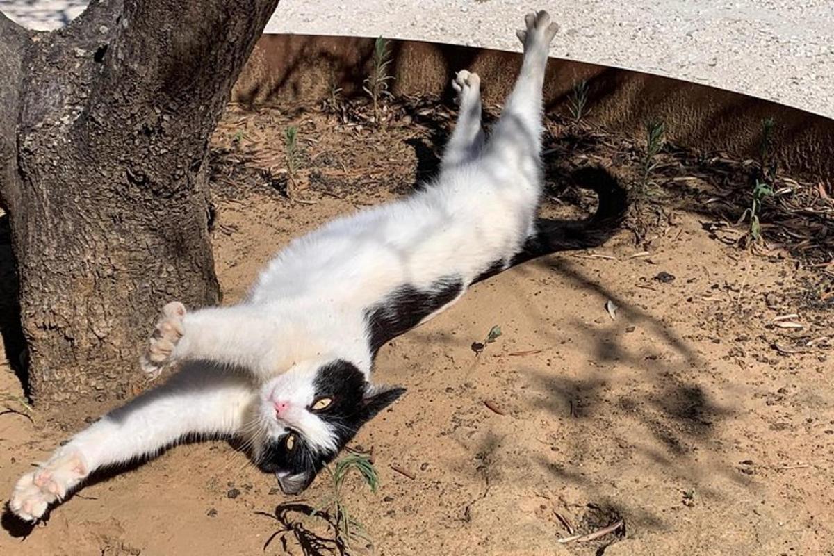 a black and white cat laying on its back in the dirt
