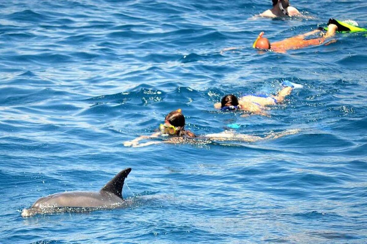 egy csoport ember úszik a vízben egy delfinnel
