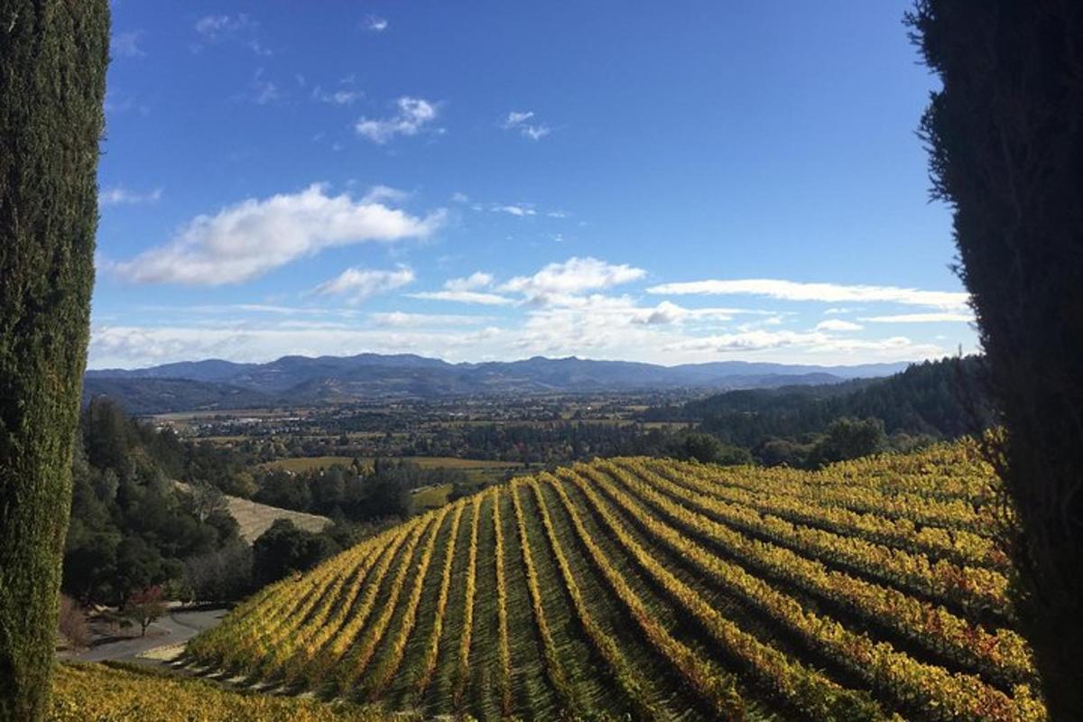 un grande vigneto con vista su una valle