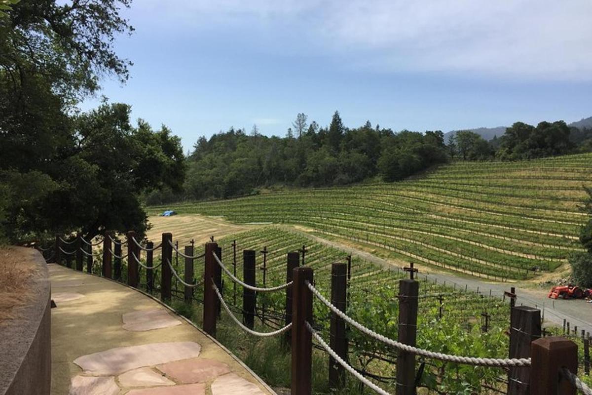 una recinzione accanto a un campo di viti