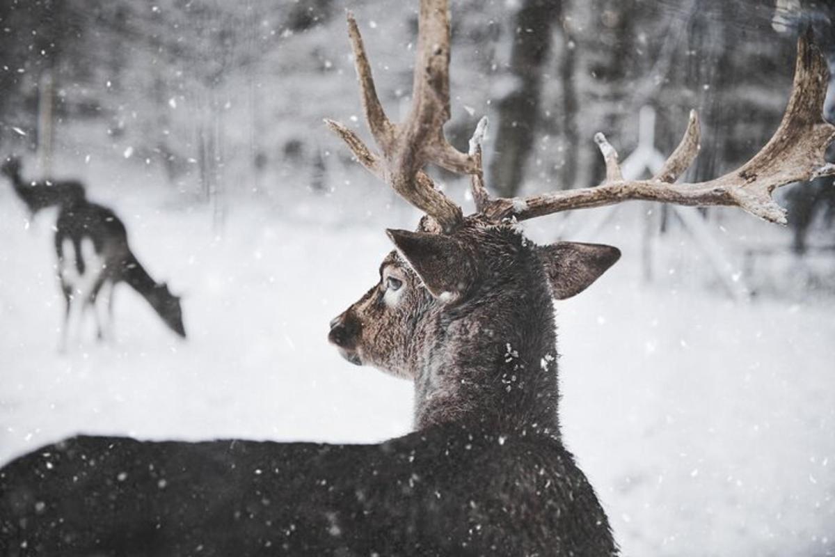 a reindeer in the snow with its antlers
