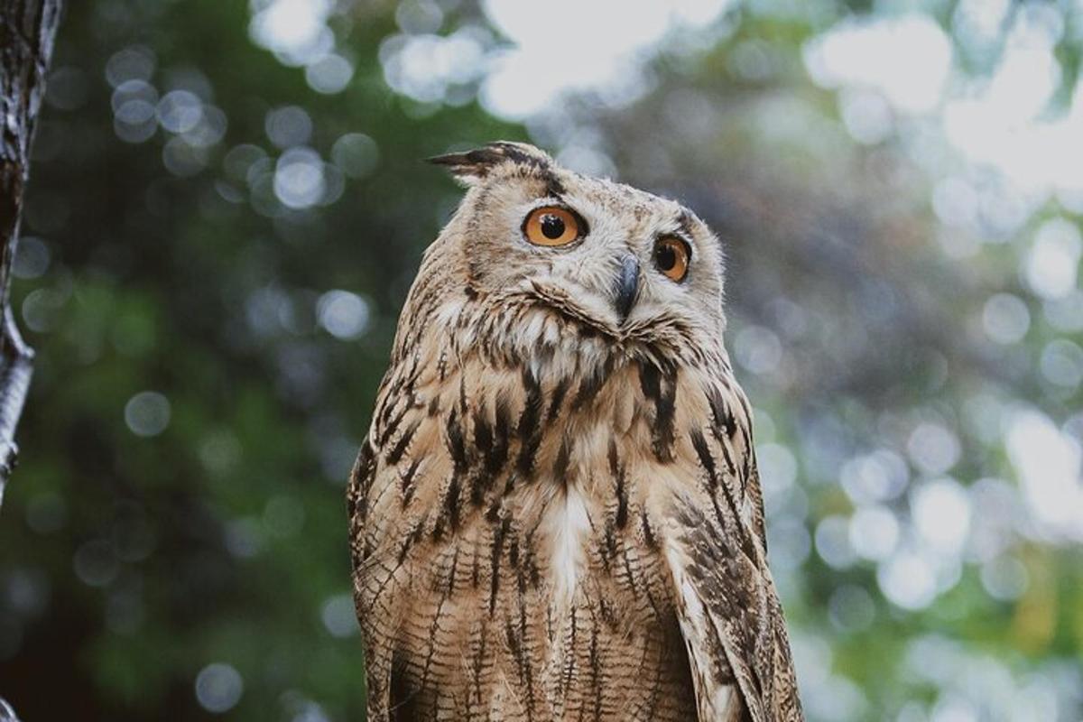 an owl is standing on a tree branch