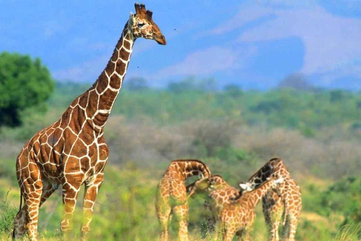 isang grupo ng mga giraffe na nakatayo sa isang parang