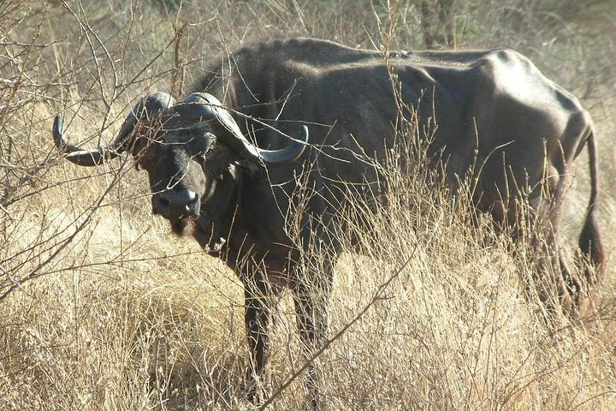 una vaca dempeus en un camp d'herba alta