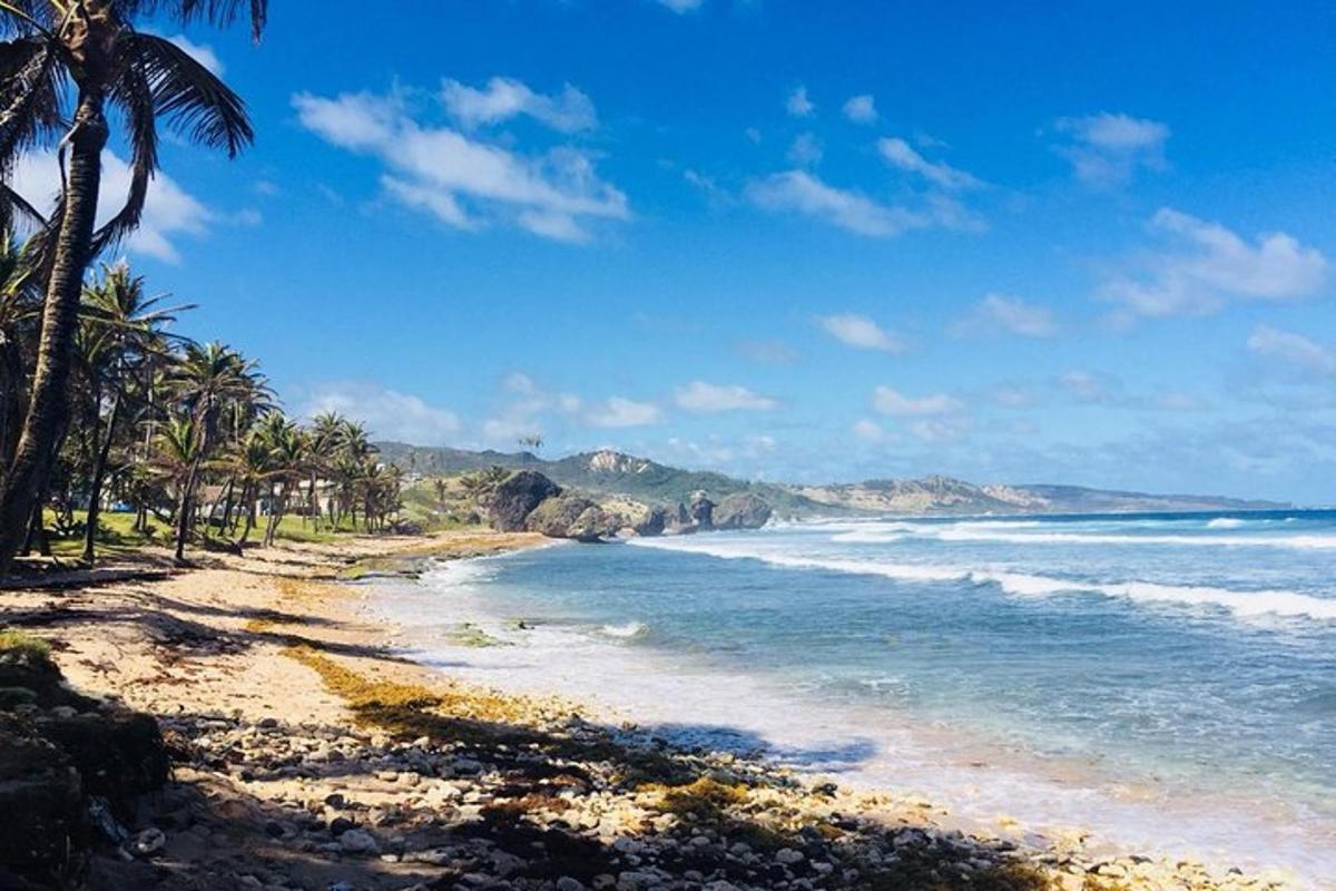 a beach with palm trees and the ocean