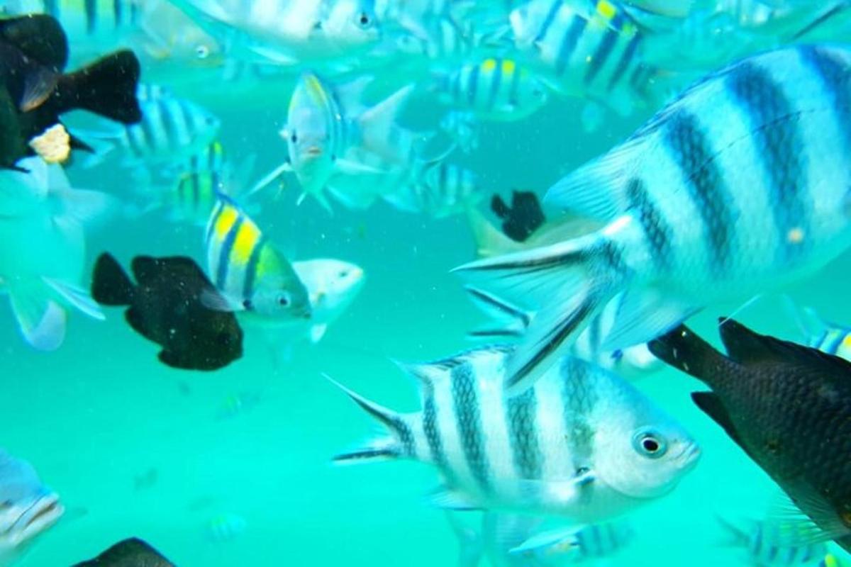 sekumpulan ikan berenang di lautan