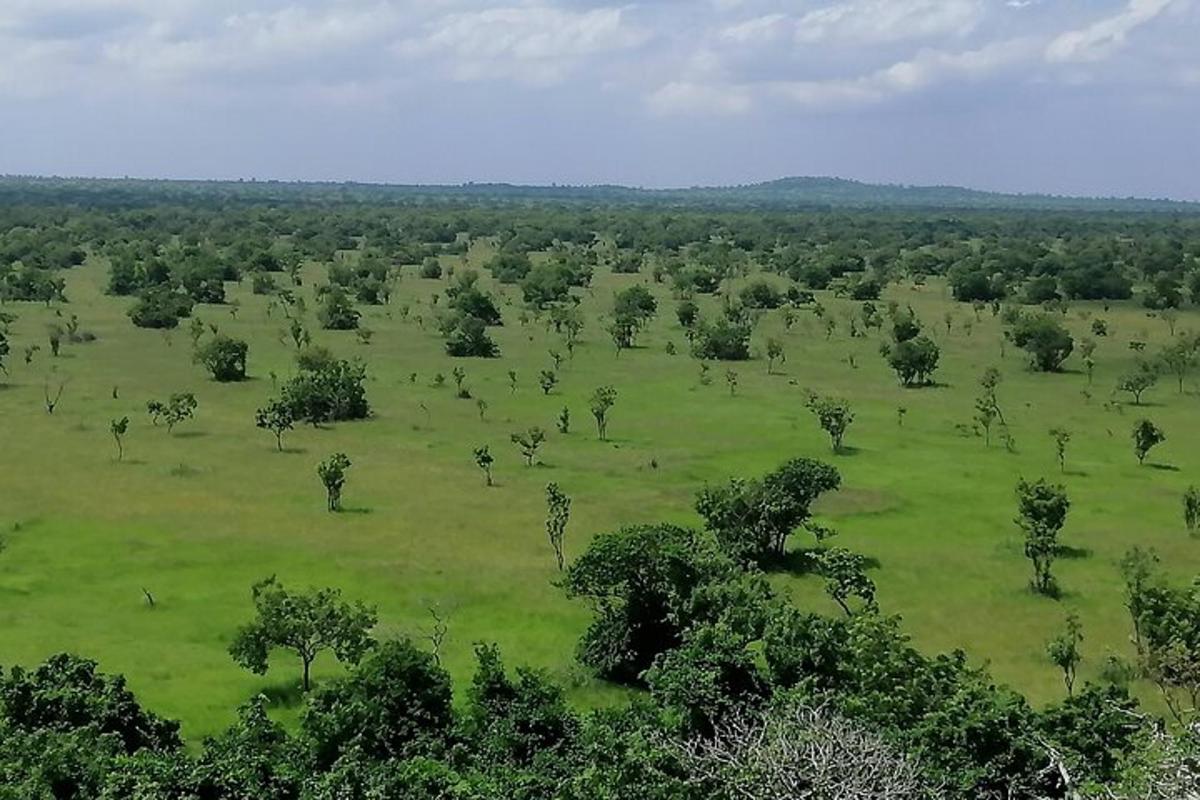 an aerial view of a green field with trees