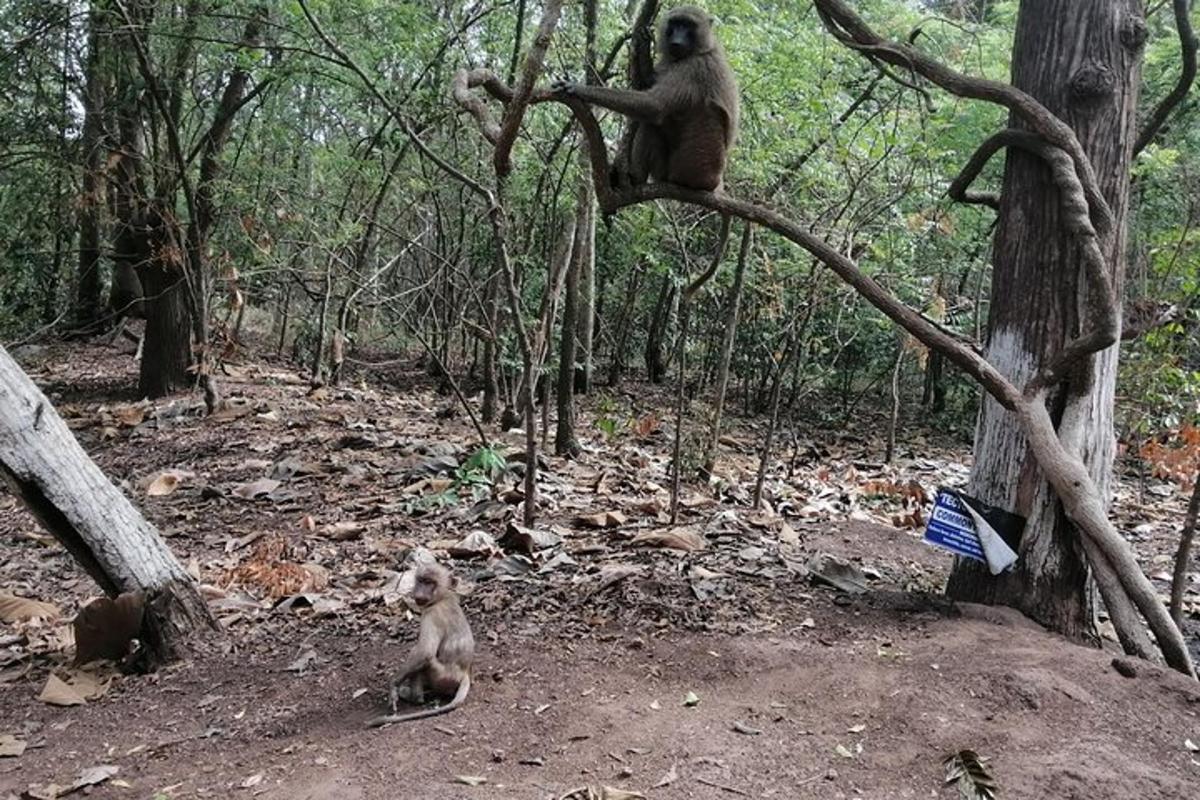 a monkey sitting on a tree in a forest