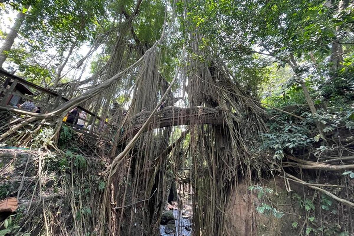 a tree covered in roots in a forest