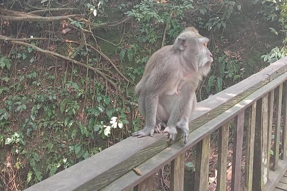 a monkey sitting on top of a fence