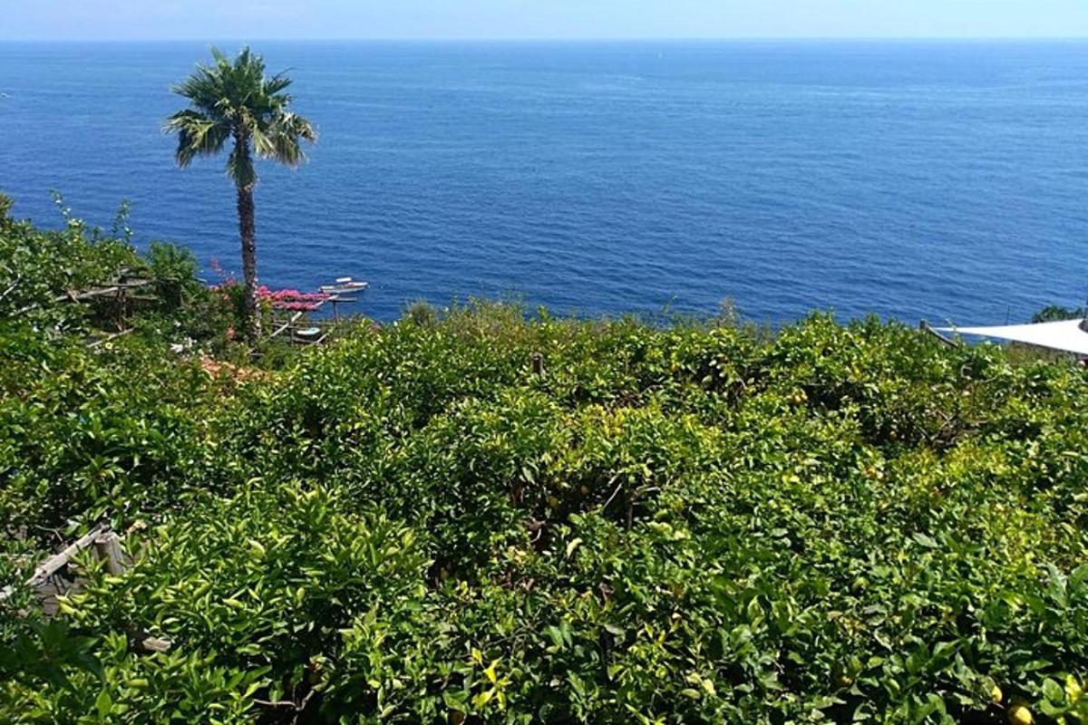 pohon palem di atas bukit di sebelah laut