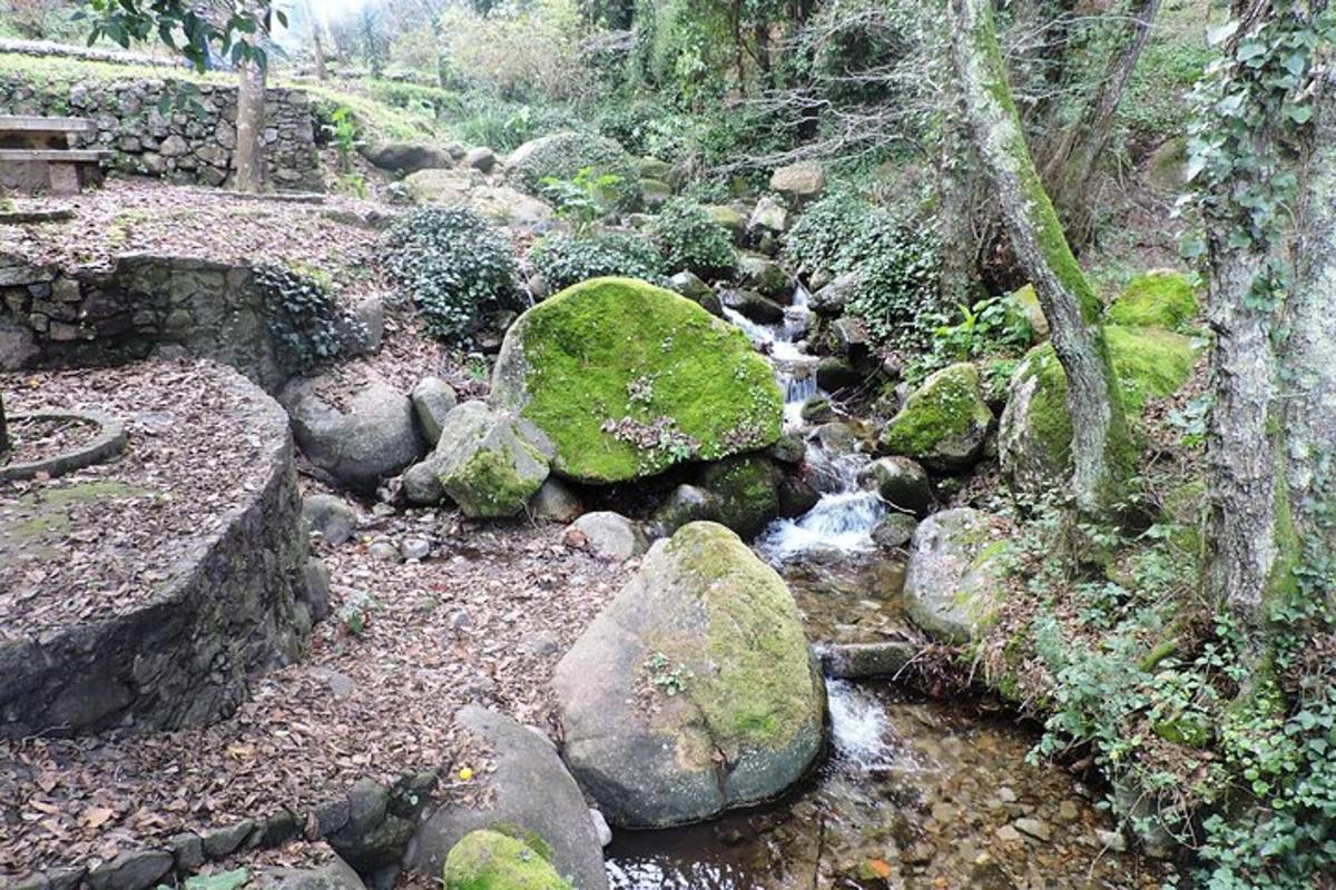 um riacho de água com pedras em uma floresta